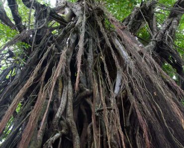 Looking up and the multiple roots and branches of a balete tree.